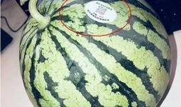 网红瓜都在哪里吃的啊视频,瓜都在哪里吃的热门视频